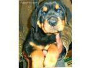 Rottweiler Puppy for sale in Lyle, WA, USA