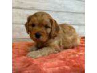 Medium Photo #1 Cavapoo Puppy For Sale in Fort Collins, CO, USA