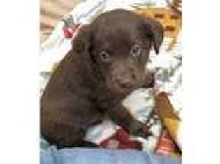 Labradoodle Puppy for sale in Seneca, KS, USA