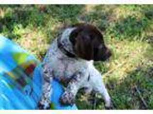German Shorthaired Pointer Puppy for sale in Shelby, NC, USA