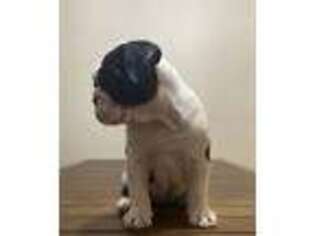 Bulldog Puppy for sale in New Paltz, NY, USA