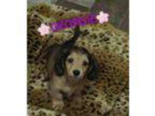 Dachshund Puppy for sale in Alma, MI, USA