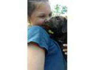 Labrador Retriever Puppy for sale in Mount Gilead, OH, USA