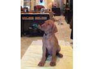 Vizsla Puppy for sale in George West, TX, USA