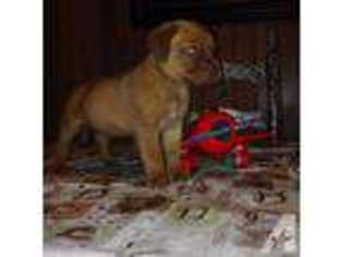 American Bull Dogue De Bordeaux Puppy for sale in BLUE MOUNTAIN, MS, USA