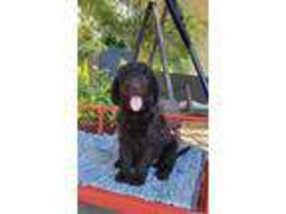 Labradoodle Puppy for sale in Fresno, CA, USA