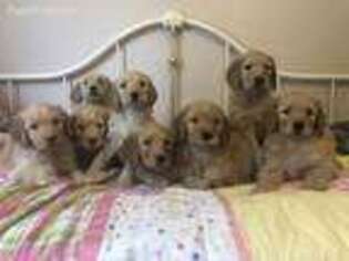 Goldendoodle Puppy for sale in Caseyville, IL, USA