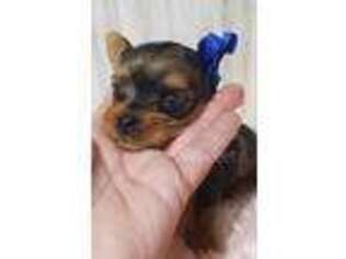 Yorkshire Terrier Puppy for sale in Bonifay, FL, USA