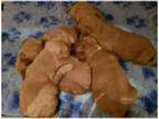 Cock-A-Poo Puppy for sale in Brighouse, West Yorkshire (England), United Kingdom