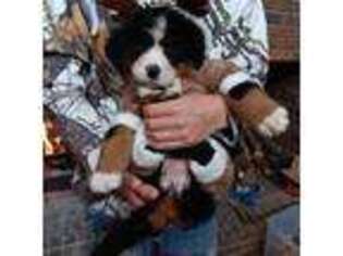 Bernese Mountain Dog Puppy for sale in Piedmont, AL, USA