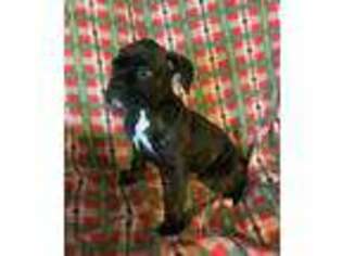 Boxer Puppy for sale in Petersburg, IN, USA
