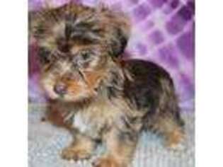 Yorkshire Terrier Puppy for sale in Tarzana, CA, USA
