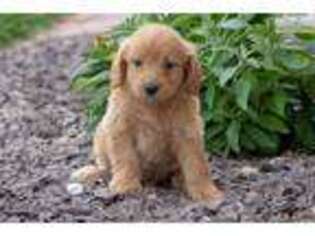 Goldendoodle Puppy for sale in Cedar Rapids, IA, USA