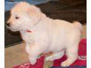 Mutt Puppy for sale in Essexville, MI, USA
