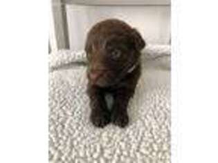 Labradoodle Puppy for sale in Glennville, GA, USA