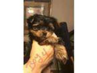 Yorkshire Terrier Puppy for sale in San Antonio, TX, USA