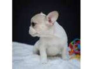 French Bulldog Puppy for sale in Loomis, CA, USA