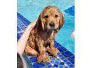 Mutt Puppy for sale in Placentia, CA, USA