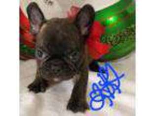 French Bulldog Puppy for sale in Englewood, TN, USA