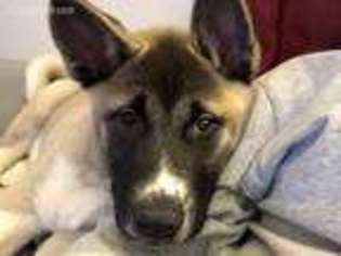 Akita Puppy for sale in Watertown, NY, USA