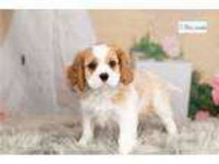 Cavalier King Charles Spaniel Puppy for sale in Fort Wayne, IN, USA