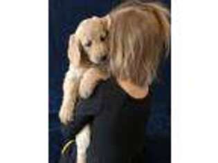 Labradoodle Puppy for sale in Milford, NE, USA