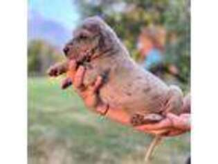 Great Dane Puppy for sale in Trenton, TN, USA