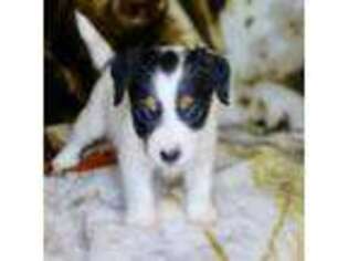 Jack Russell Terrier Puppy for sale in Fort Lauderdale, FL, USA