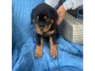 Rottweiler Puppy for sale in Hudson, WI, USA