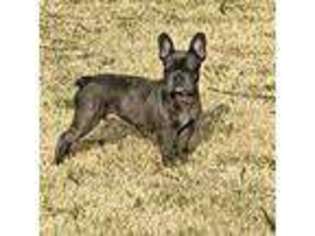 French Bulldog Puppy for sale in Whitesboro, TX, USA