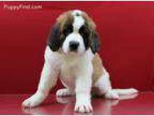 Saint Bernard Puppy for sale in Spotsylvania, VA, USA