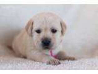 Labrador Retriever Puppy for sale in Albany, NY, USA