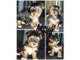 Yorkshire Terrier Puppy for sale in Andrews, TX, USA