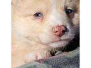 Mutt Puppy for sale in Gladstone, VA, USA