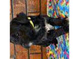 Bernese Mountain Dog Puppy for sale in Collinsville, IL, USA