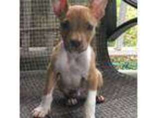 American Bulldog Puppy for sale in Rock Hill, SC, USA