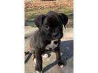 Boxer Puppy for sale in Blanchester, OH, USA