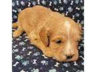 Medium Photo #1 Cavapoo Puppy For Sale in Owatonna, MN, USA
