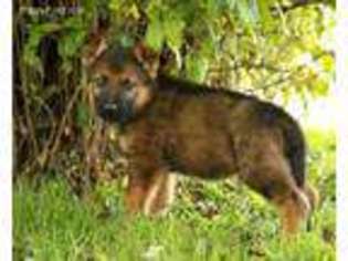 German Shepherd Dog Puppy for sale in New Freedom, PA, USA