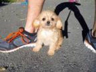 Cavapoo Puppy for sale in San Francisco, CA, USA