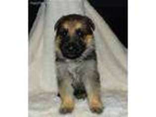German Shepherd Dog Puppy for sale in Ringgold, GA, USA