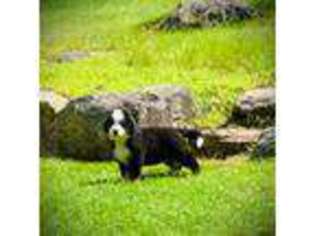 Bernese Mountain Dog Puppy for sale in Hill, NH, USA
