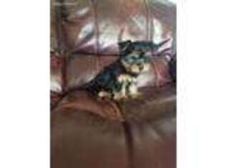 Yorkshire Terrier Puppy for sale in Tazewell, VA, USA