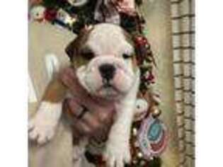Bulldog Puppy for sale in Corbin, KY, USA
