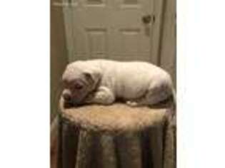 American Bulldog Puppy for sale in Jefferson, SC, USA