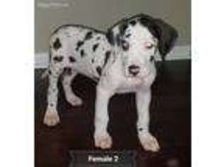 Great Dane Puppy for sale in Salisbury, NC, USA