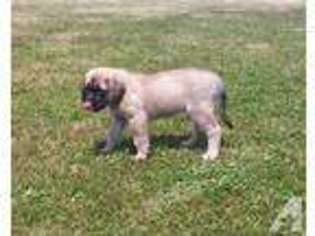 Mastiff Puppy for sale in CLAYTON, NY, USA