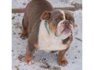 Bulldog Puppy for sale in Seneca, KS, USA