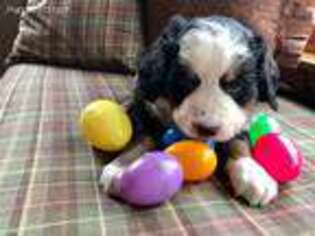 Bernese Mountain Dog Puppy for sale in Derry, NH, USA