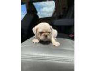 Pug Puppy for sale in Pembroke, KY, USA